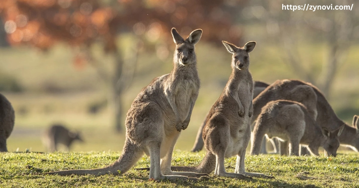 kangaroos dangerous