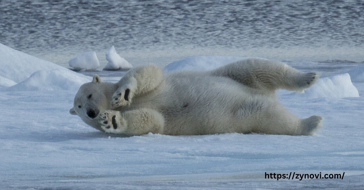 polar bear aggression