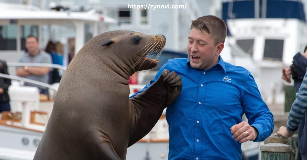 Are sea lions aggressive towards humans?