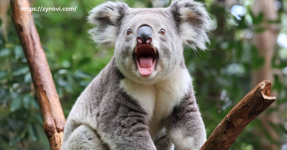 do koalas kill humans