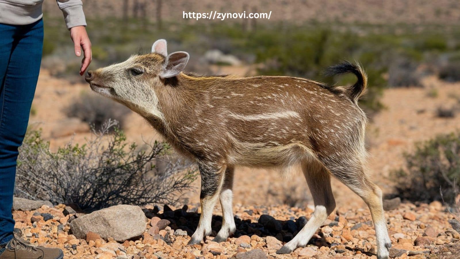 javelina aggressive