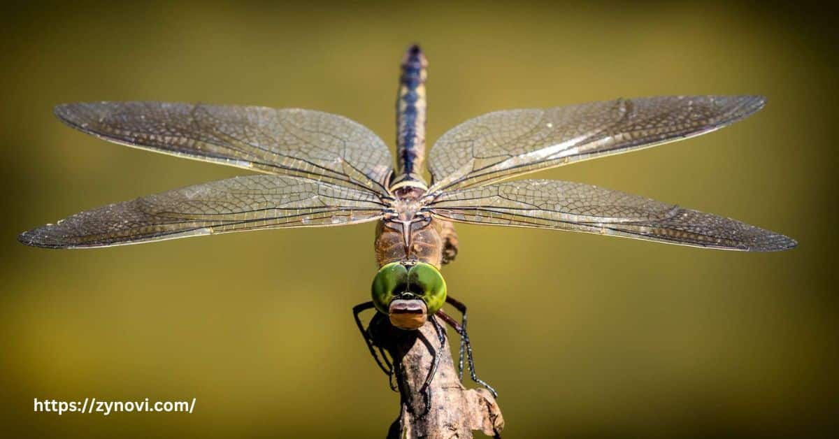 Are Dragonflies Harmful to Humans