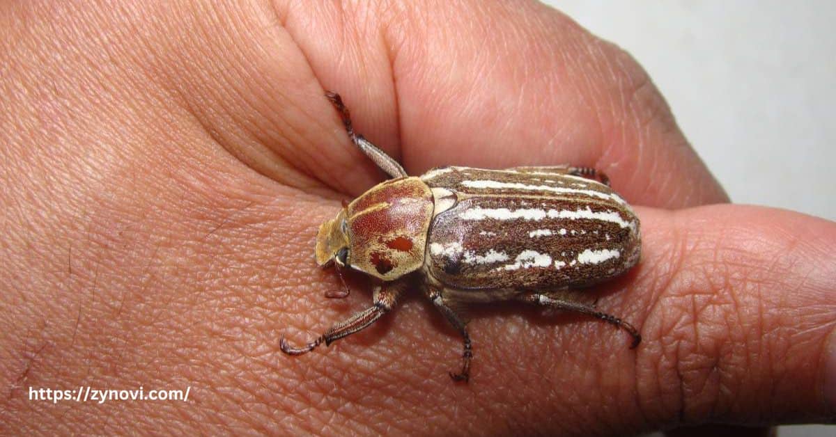 Are June bugs poisonous to humans