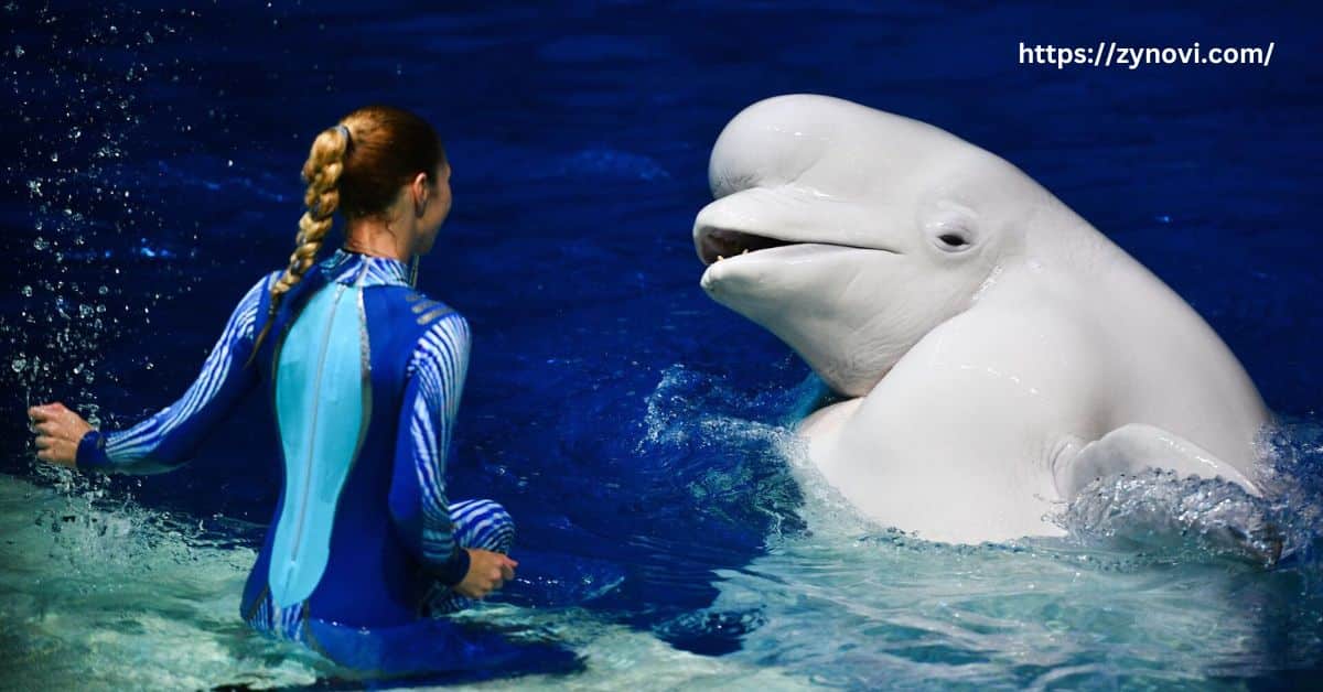 Are beluga whales friendly to humans