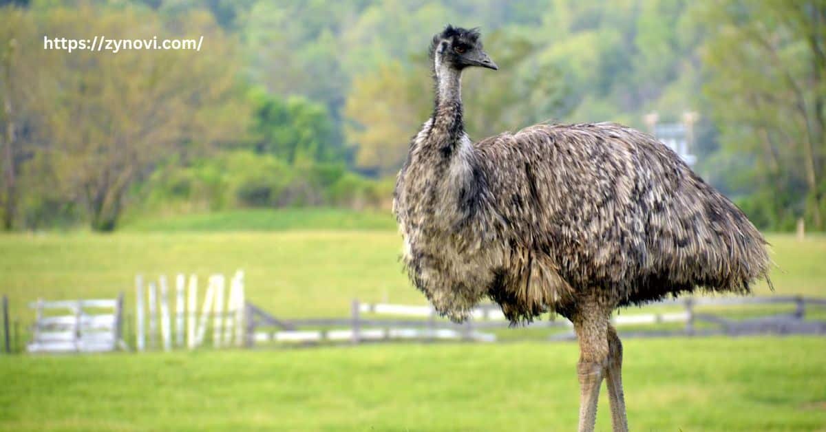 Do Emus Attack Humans?