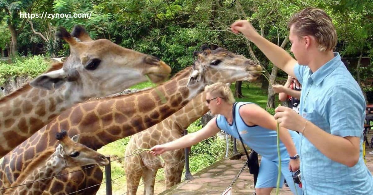 Are giraffes scared of humans