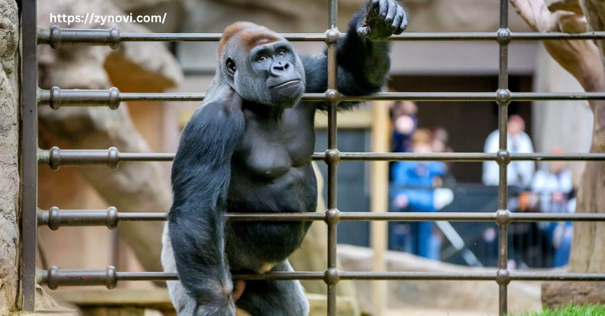 Are gorillas aggressive to humans?