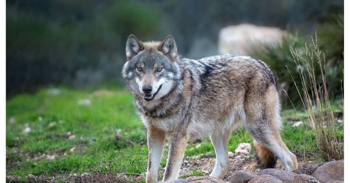 Are grey wolves friendly to humans