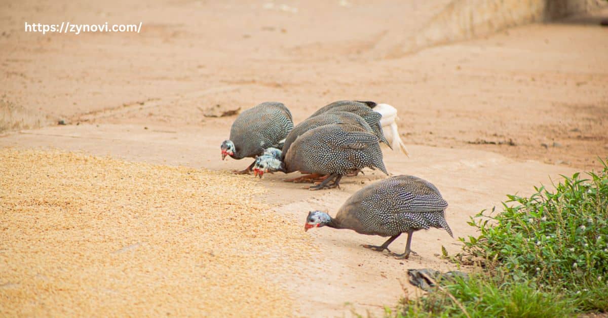 Are guinea fowl friendly to humans