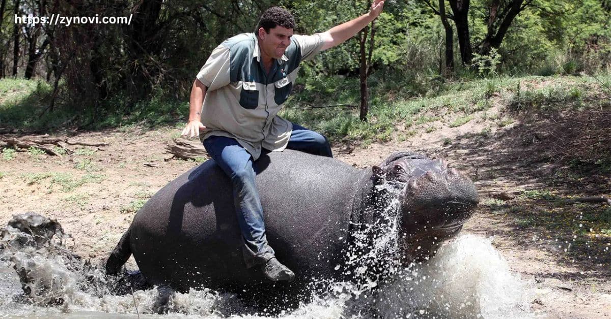 Are hippos aggressive to humans?