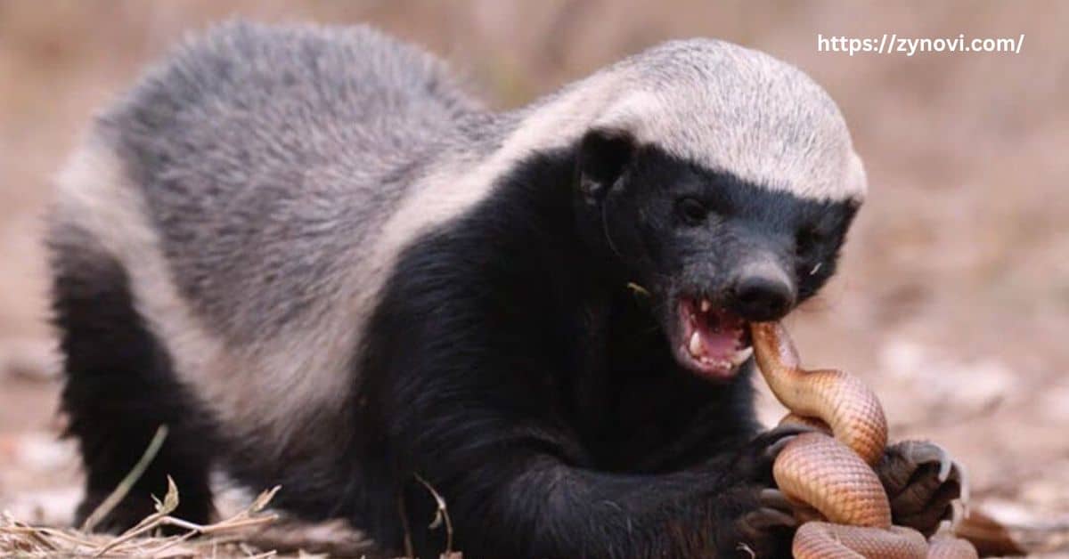 Are honey badgers friendly to people?