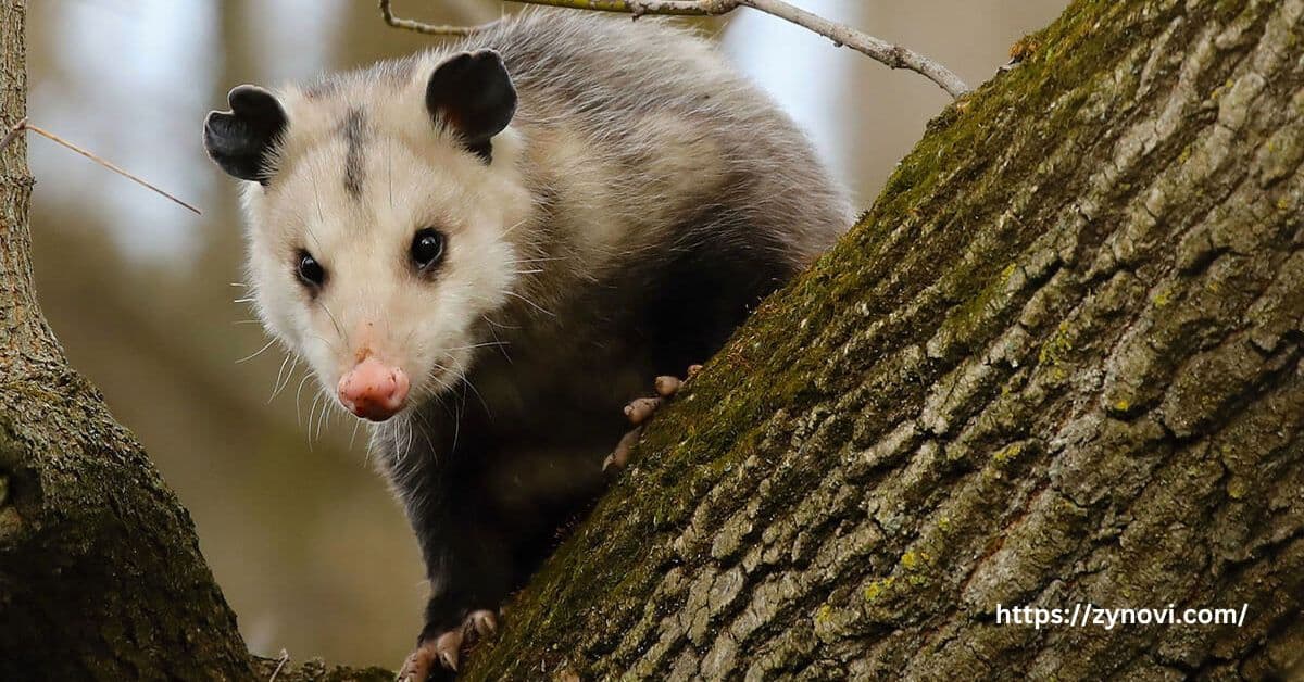 Are opossums dangerous to humans