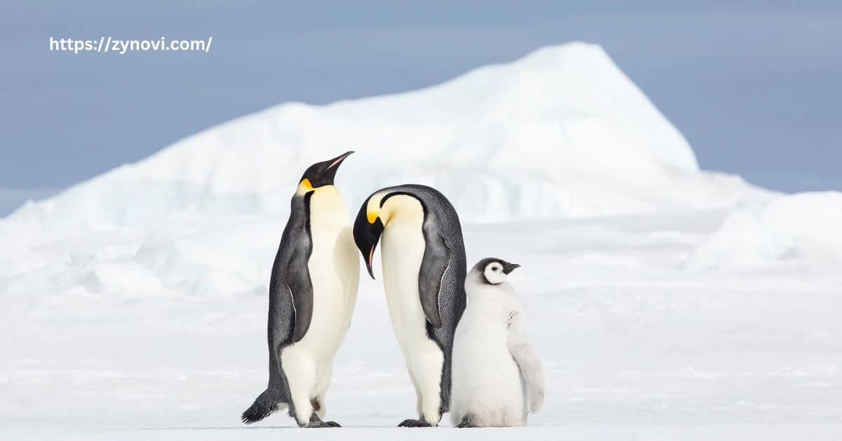 Are penguins friendly towards humans