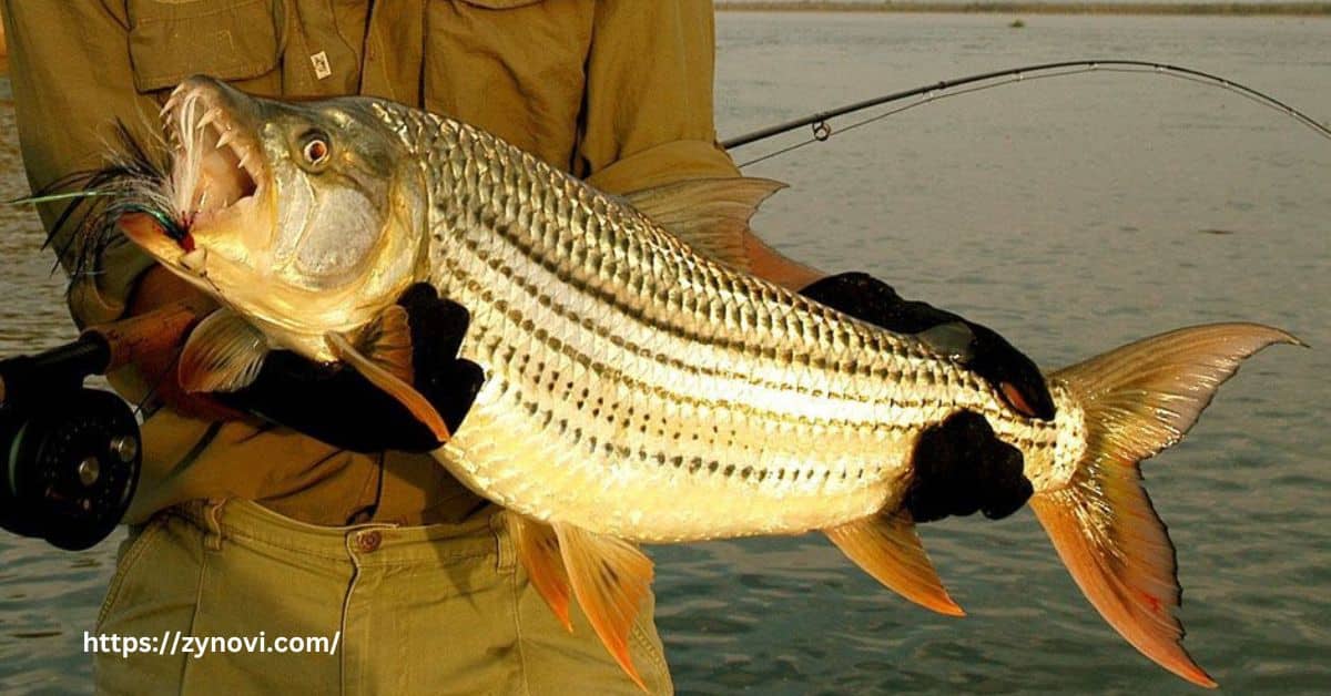 Are tiger fish aggressive to humans?