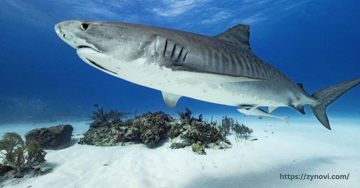 Are tiger sharks aggressive to humans