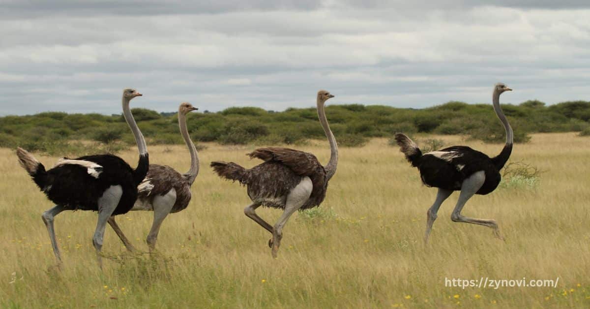 Can an ostrich kill you with its beak