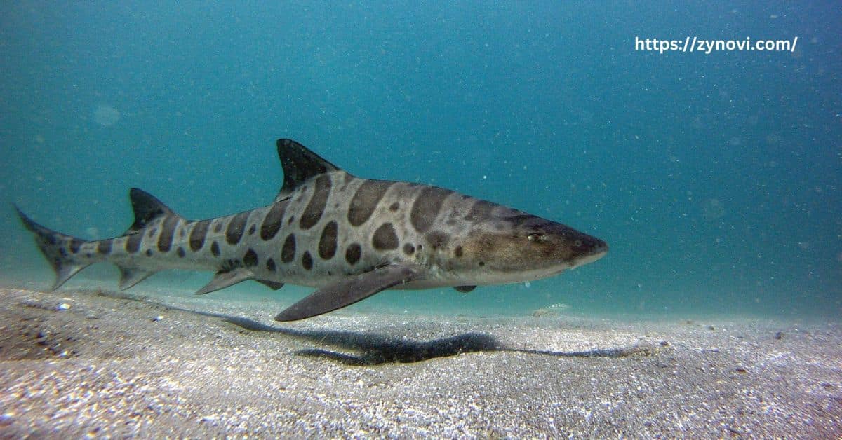 Can you swim with leopard sharks