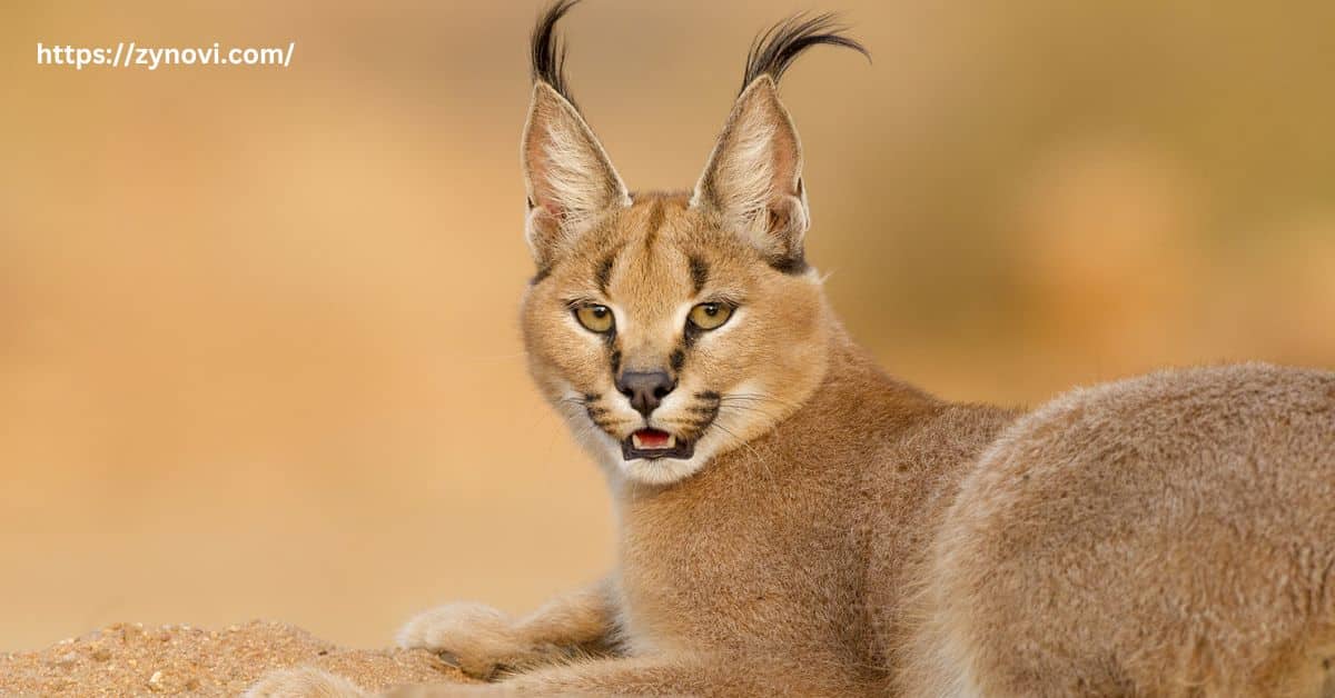 Do Caracals Attack Humans