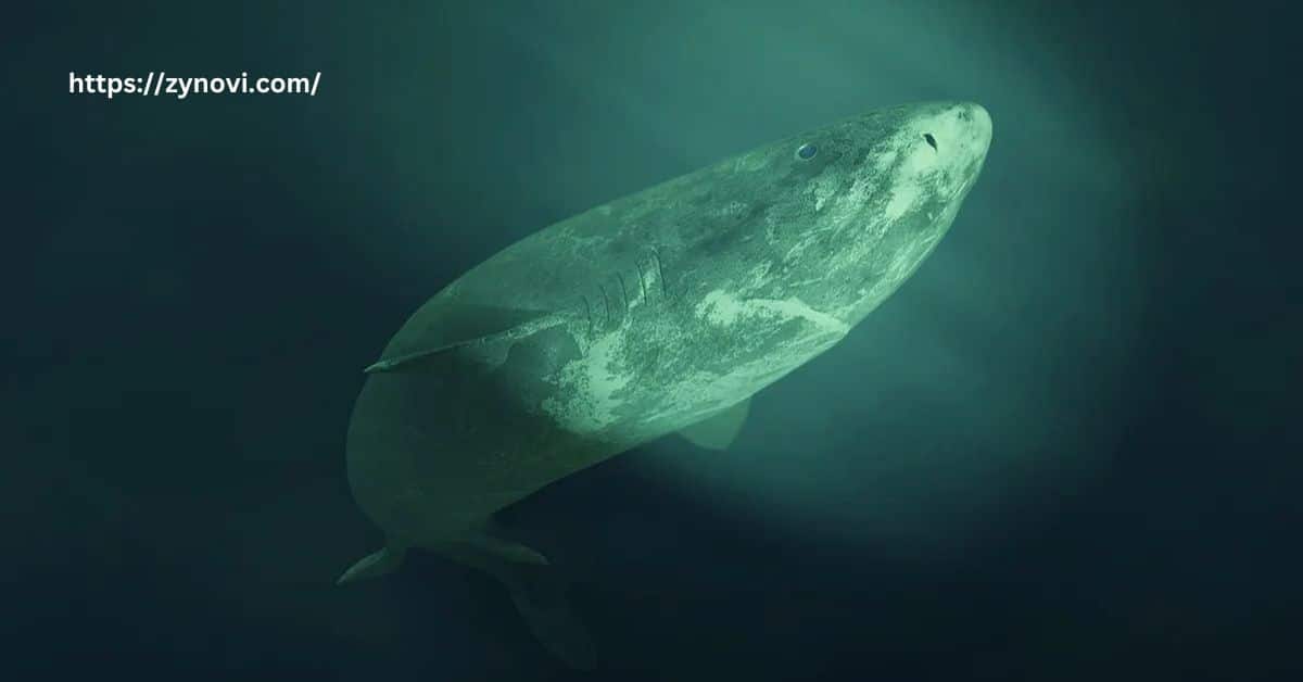 Do Greenland Sharks Attack Humans?