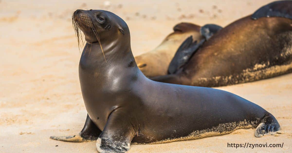 Do Leopard Seals Attack Humans