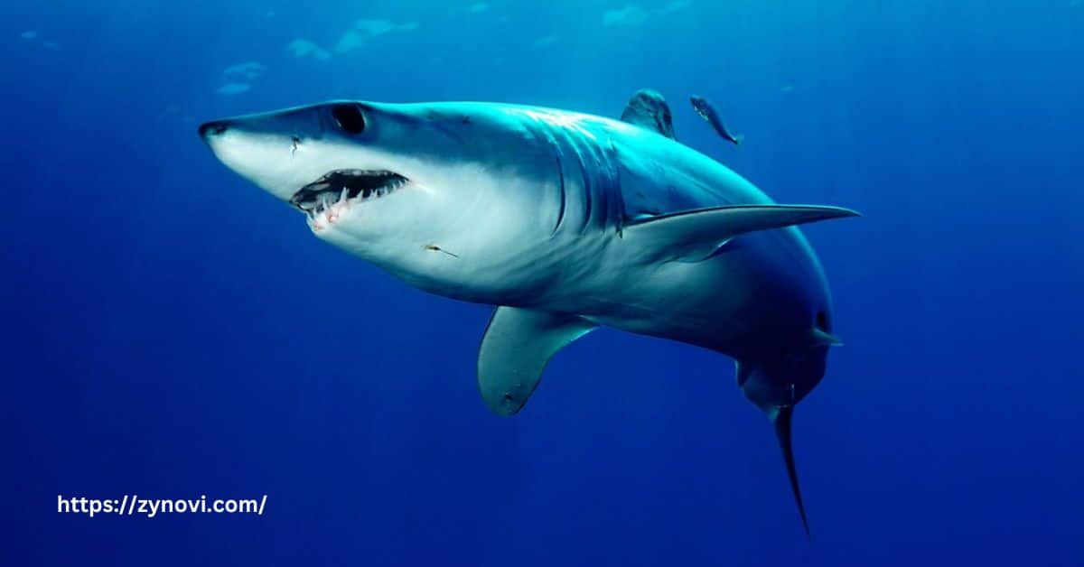 Do Mako Sharks Attack Humans