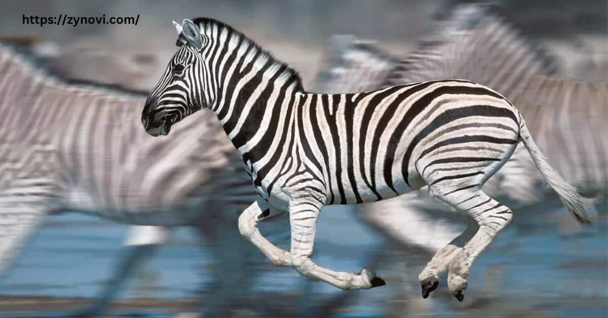 Do Zebras Attack Humans