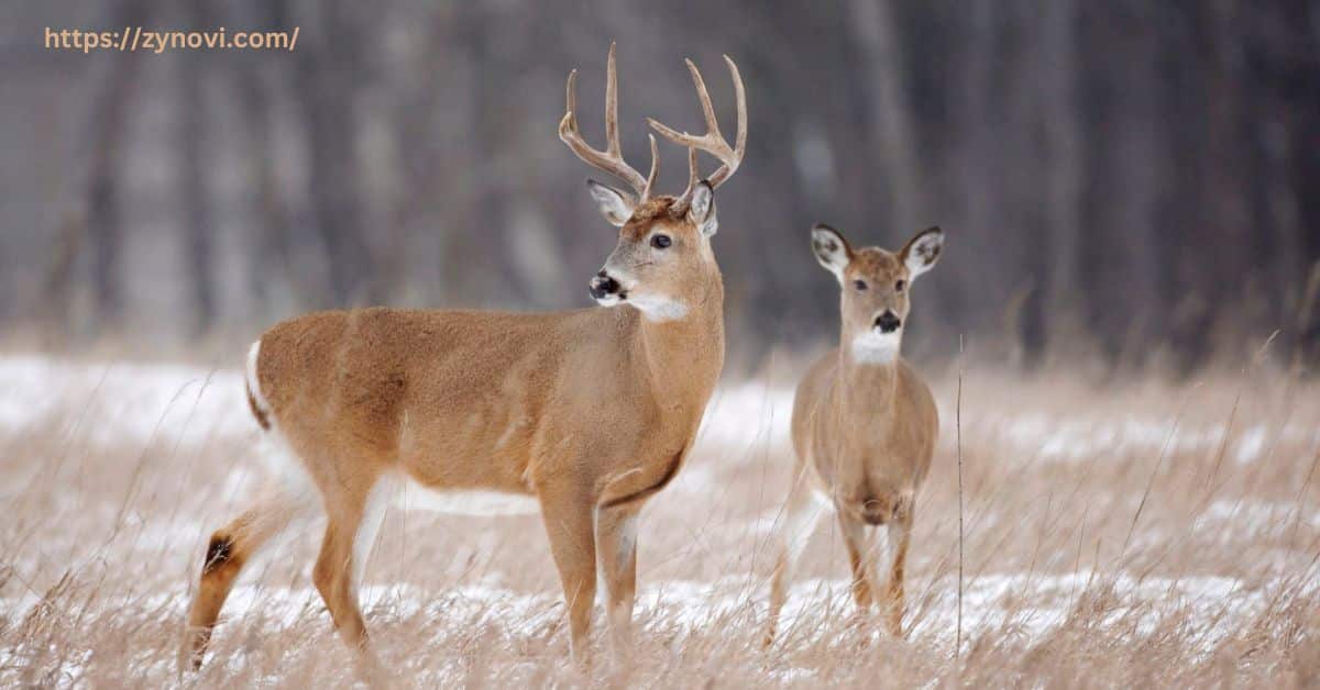 Do female deer attack humans