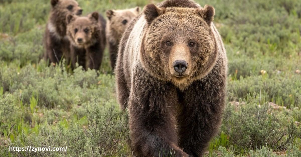 Do grizzly bears attack humans for no reason