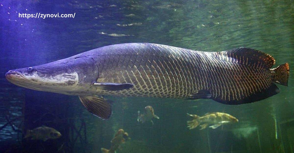 Do humans eat arapaima