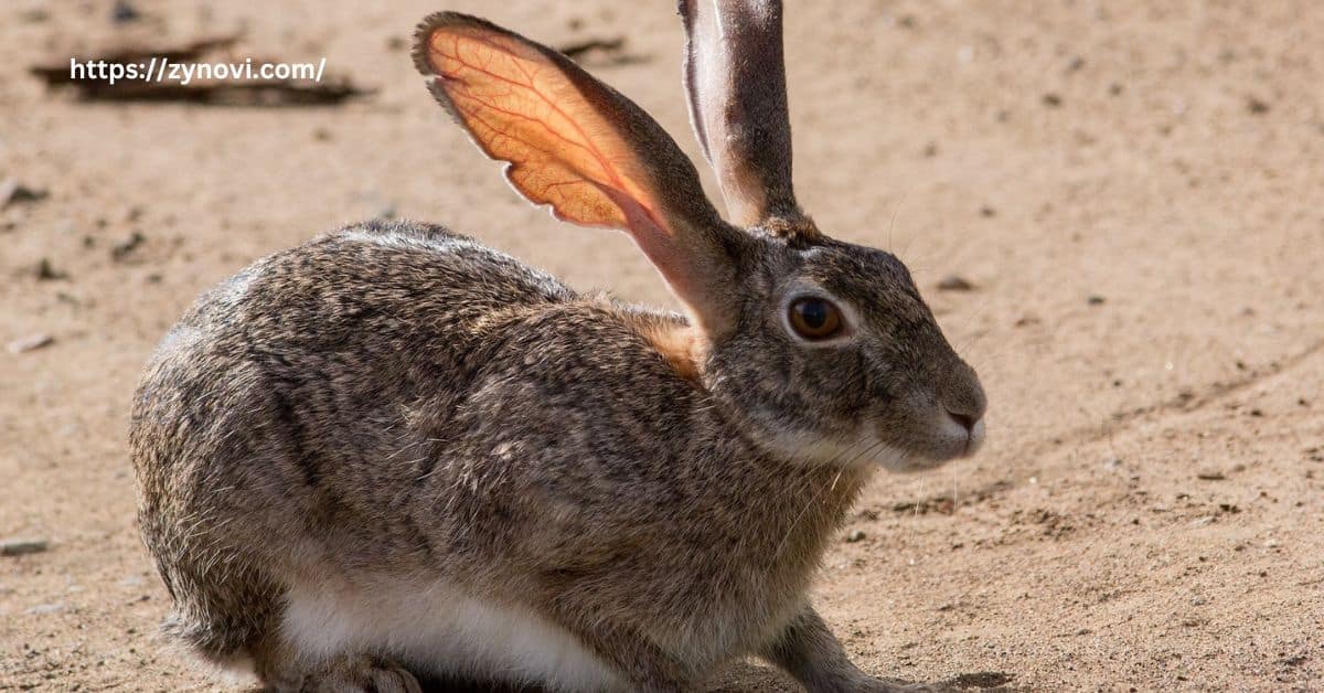 Do jack rabbits bite humans?