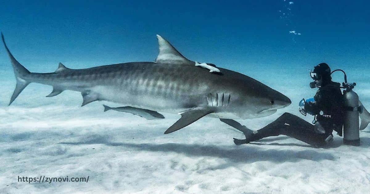 Do tiger sharks attack humans