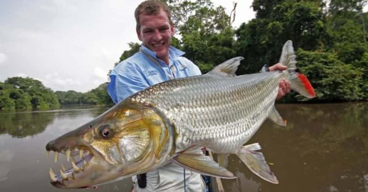 Has a tigerfish ever killed a human?