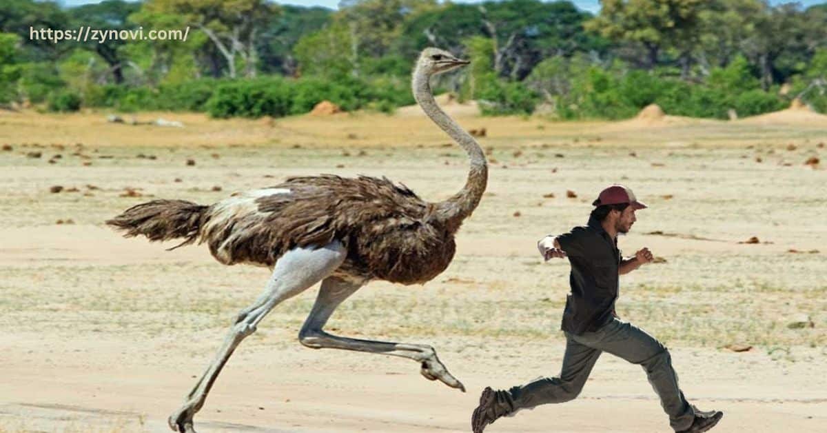 Has an ostrich ever killed a human