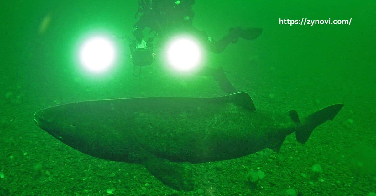 Have Greenland sharks ever attacked a human?