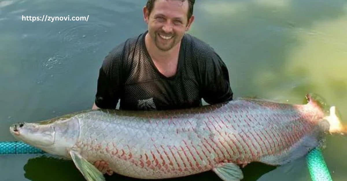 How aggressive are arapaima