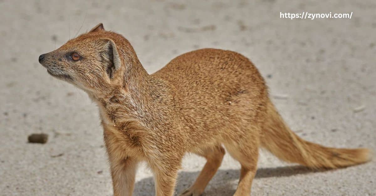 How aggressive are mongooses?