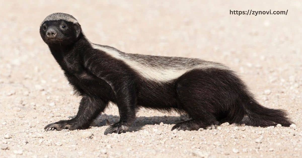 How aggressive is a honey badger?