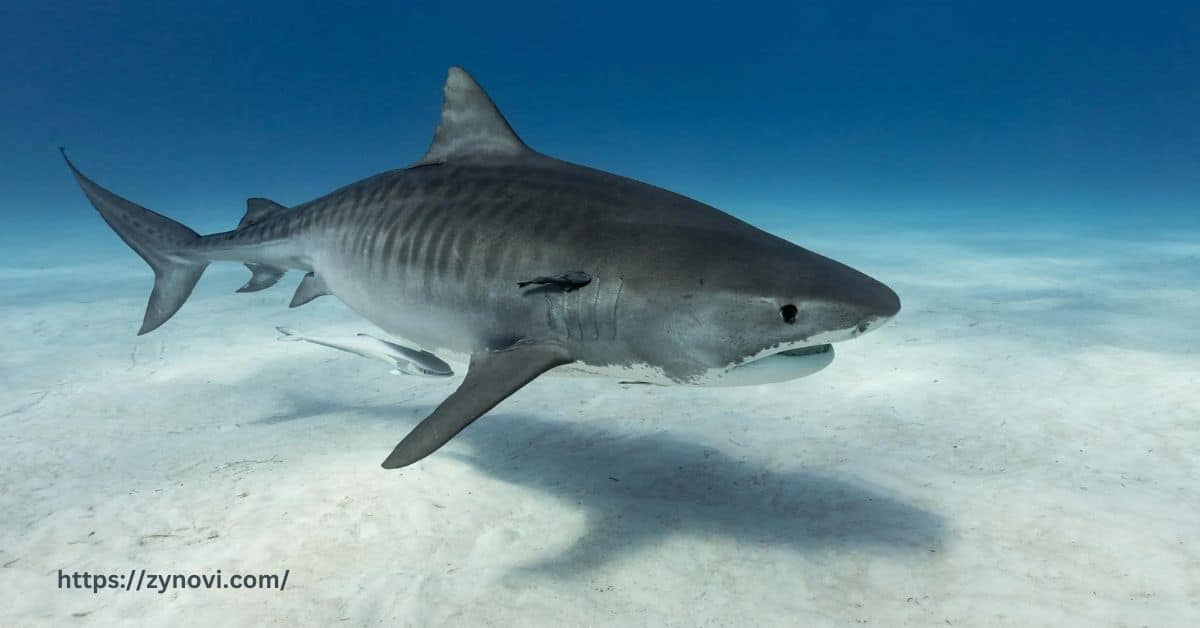 How often do tiger sharks attack humans