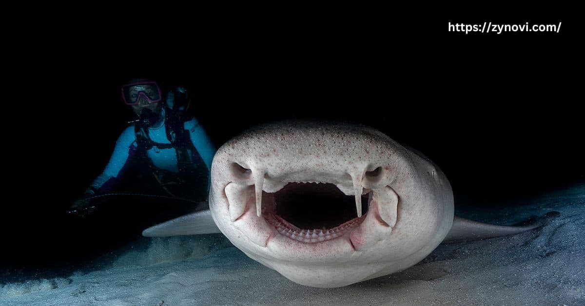 Is it safe to swim with nurse sharks?