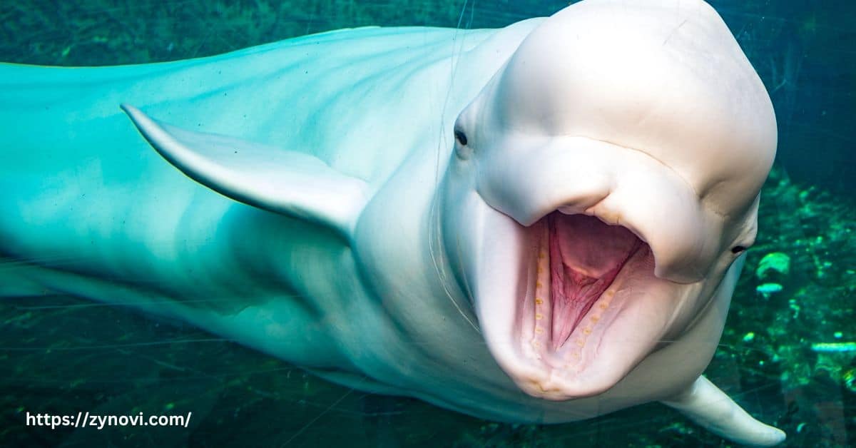 Is it safe to touch beluga whales