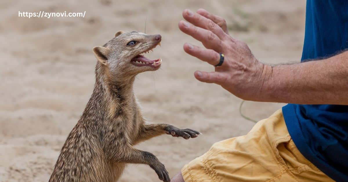 Is mongoose friendly to humans?