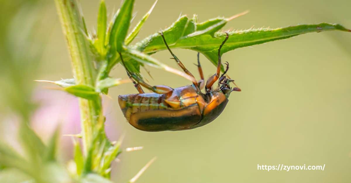 What happens if you get bit by a June bug