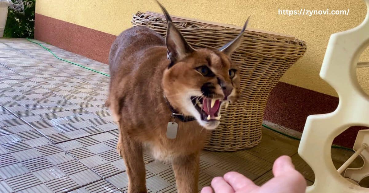 What is the bite force of a caracal