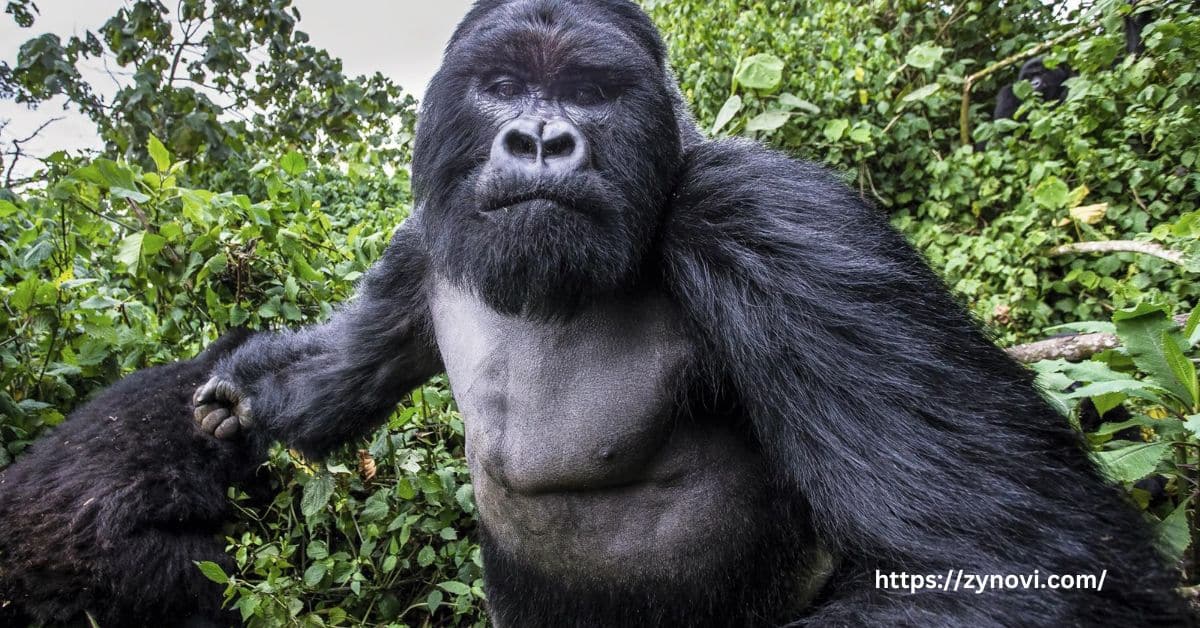 What to do if a gorilla approaches you?