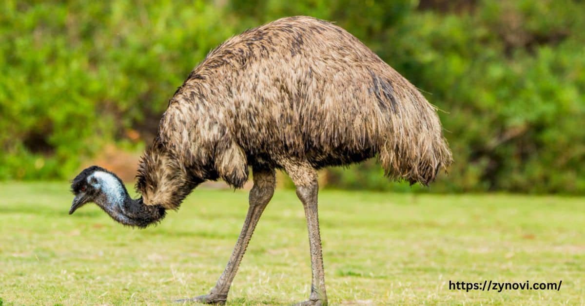 Do Ostriches Attack Humans