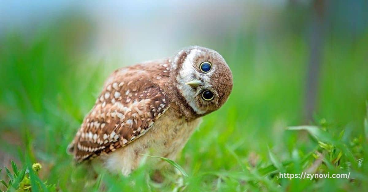 What to do if an owl attacks you