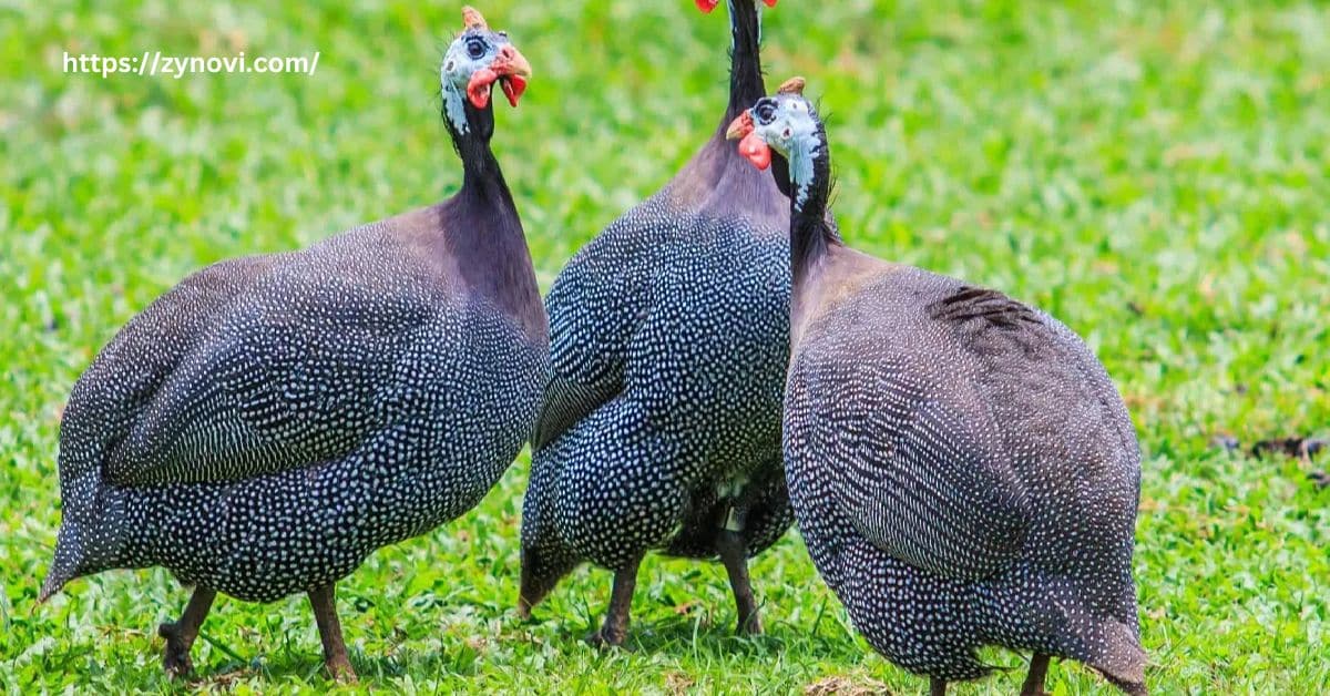 Will guinea fowl attack people