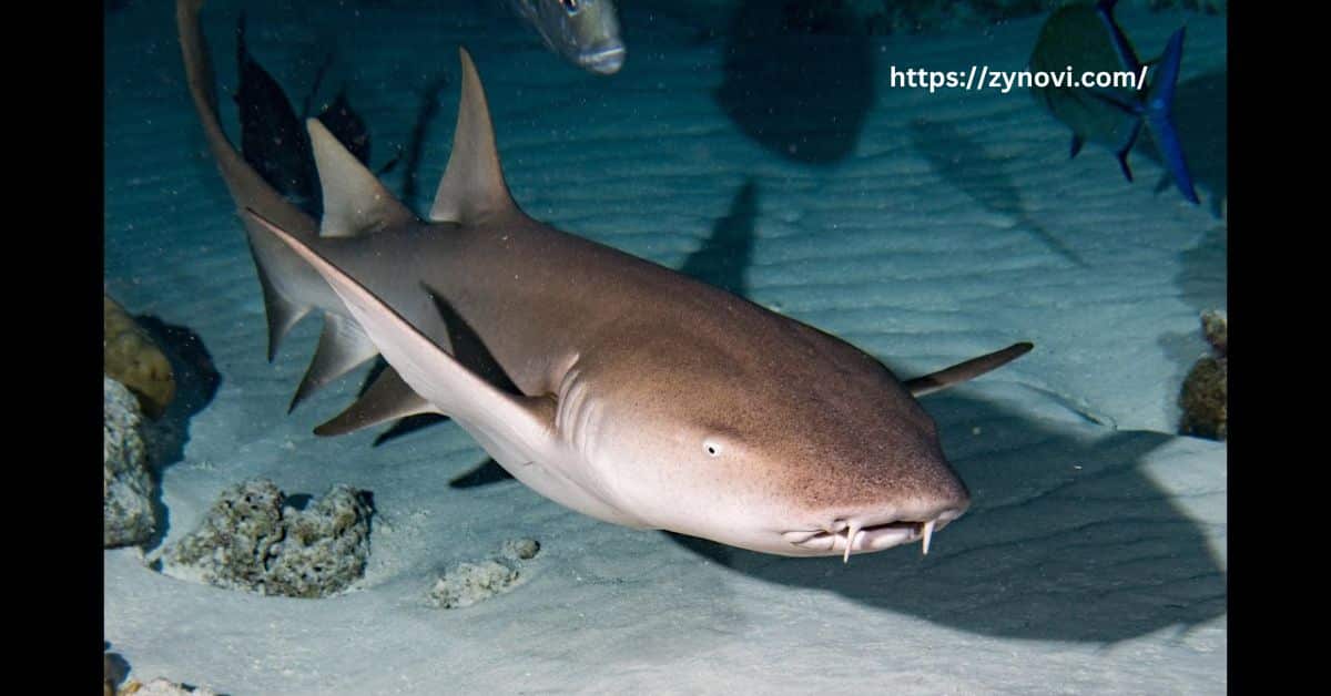 Will nurse sharks hurt you?