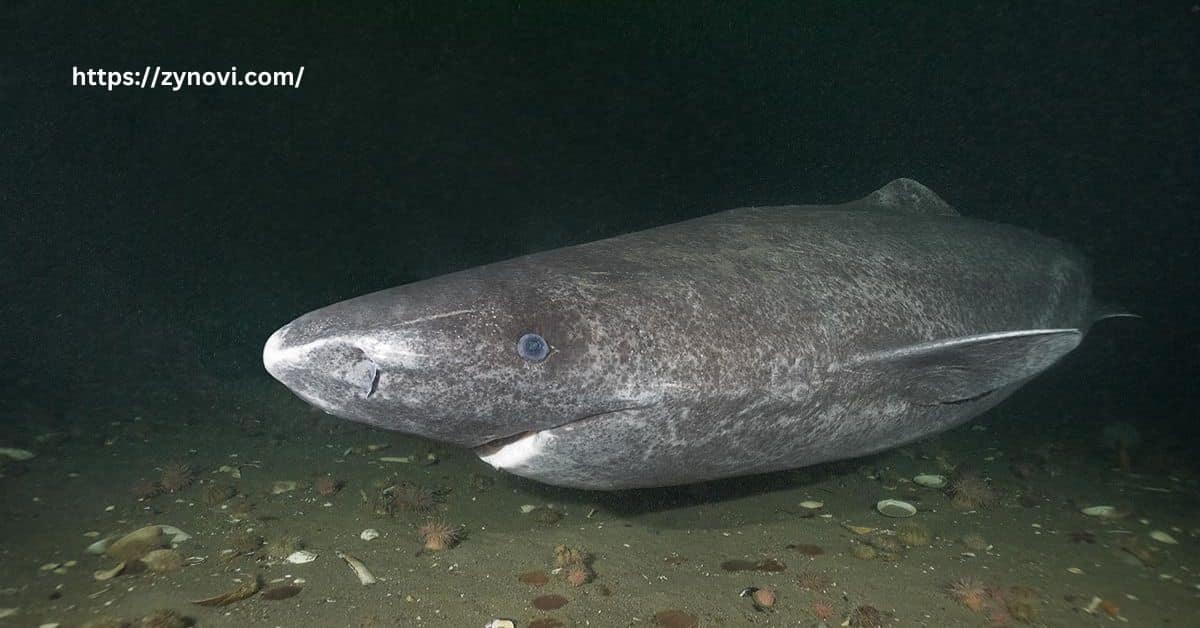 https://wordpress.com/log-in/are greenland sharks dangerous