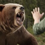 are grizzly bears dangerous